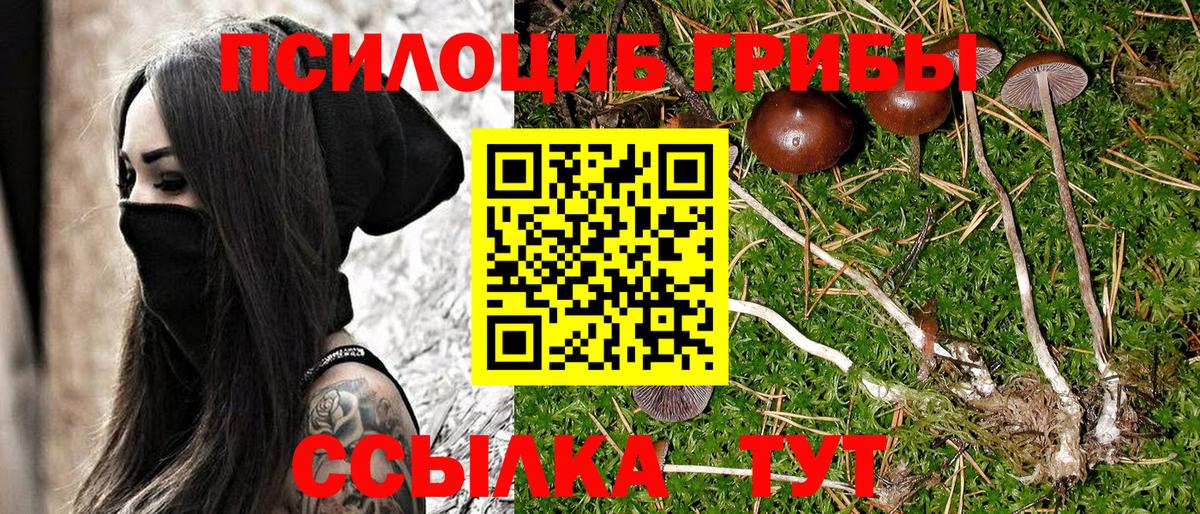 Галлюциногенные грибы Cubensis Ковров